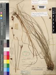 Image result for Eleocharis confervoides