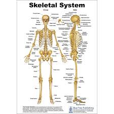 This diagram depicts human bone anatomy. Skeletal System Anatomical Chart