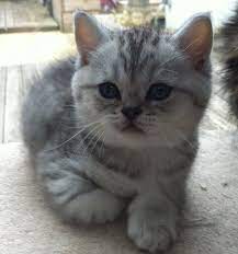 Gallery For British Blue Kittens British Shorthair Cats British Shorthair British Blue Kitten