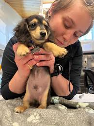 It's International Women's Day! Huge shoutout to Dr. Maryam Salt & Dr. Kasey  Schmidt! These ladies are strong, fearless, compassionate, and amazing  veterinarians. Next time you speak to them tell them how