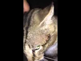 The lawrence police department says the officer was not on duty at the time they began experiencing symptoms and has not been on duty since monday. Cat Bitten By Spider 2 Youtube