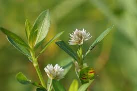 Image result for Alternanthera sessilis