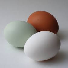 Check spelling or type a new query. Find A Blue Chicken Egg Congrats Your Chicken Has A Virus