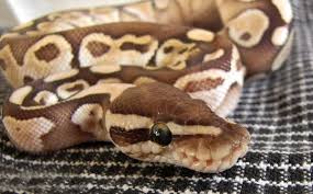 Are Ball Python Bites Dangerous Https Www Snakesforpets Com Are Ball Python Bites Dangerous Ball Python Pet Snake Python