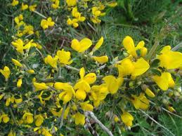 Fiori gialli, ce ne sono di varie forme e dimensioni, alcuni già l'8 marzo per la festa delle donne tra i fiori gialli a grappolo, la mimosa è il più famoso. Fiori Gialli Macchia Mediterranea