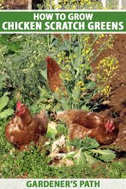 Maybe you would like to learn more about one of these? How To Grow Chicken Scratch Greens Gardener S Path