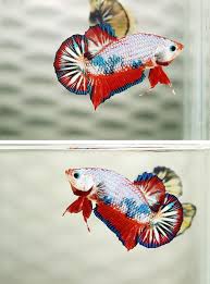 Aquabid Com Halfmoon Plakat Auctions Thu May 22 15 47 02 2014 Betta Fish Tank Fish Betta Fish