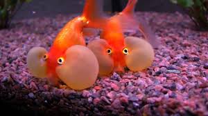 Fish, goldfish, carp, koi, fantail, bug eye, frog eye, fancy, dennis william gaylor, watersoluble, favourite, bestseller. Bubble Eye Goldfish Youtube