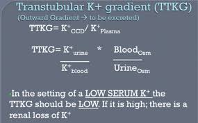 Image result for Transtubular Potassium Gradient