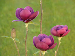 Check spelling or type a new query. Magnolie Black Tulip Magnolia Black Tulip Baumschule Horstmann