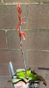 Image result for Aloe fimbrialis