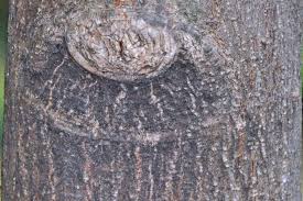 Image result for Celtis mildbraedii