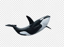 This is an amazing game available for both ios and android devices developed by betta games. Marine Life 1 Black And White Whale Png Pngegg