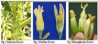 Maybe you would like to learn more about one of these? All Papaya Plants Bear Flowers But Fruit Is Seen Only On Some Plants Why Quora
