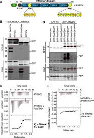 Looking for shindo life codes roblox? An Effector Of The Irish Potato Famine Pathogen Antagonizes A Host Autophagy Cargo Receptor Abstract Europe Pmc