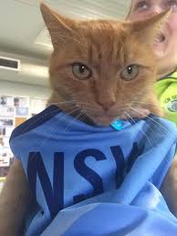 Explore a wide range of the best blue mascot on besides good quality brands, you'll also find plenty of discounts when you shop for blue mascot during big. Nsw Police Force Who Thinks Troop Cat Ed Should Be The Nsw Blues New Mascot He S Looking Great In The Blue Jersey Uptheblues Origin Facebook