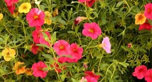 Read on to know more! Best Summer Bedding Plants For Hanging Baskets Troughs And Containers Hayes Garden World