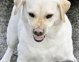 What Should You Do When Your Dog Growls at Someone?