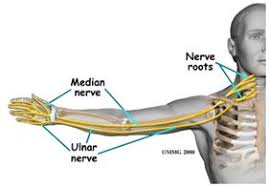Pinched Nerve In The Neck That Affects The Arm And Hand Ulnar Nerve Ulnar Nerve Entrapment Median Nerve