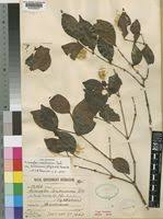 Image result for Warneckea sansibarica