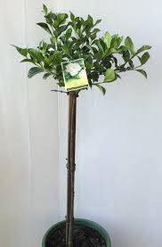 Grafting is done when hybrids are difficult to propagate from cuttings as the roots don't develop strongly and therefore nurseryman will use a similar plant as in camellia and graft the hybrid camellia onto that ro. Standard Gardenia Augusta Florida Common Name Fragrant Gardenia 250mm Pot Dawsons Garden World