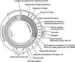 Tobacco mosaic virus (tmv) is the first virus to be discovered. Lambda Phage L Springerlink