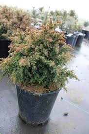 Image result for Cryptomeria