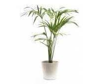 But all the plants are not allowed to use for decoration. Indoor Palm Plants Care Instructions And Descriptions