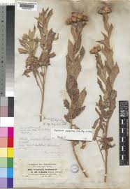 Image result for Vernonia purpurea