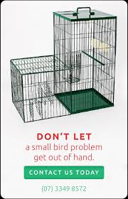 Originally introduced by humans into melbourne from southeast asia back in 1862 they quickly established themselves. Indian Myna Traps Cure All Pest Control