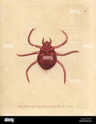 Image result for Trombicula autumnalis