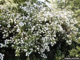 Dwarf shrub with deep red foliage for landscape gardening ninebark or physocarpus opulifolius shrub bloosom in garden. Ninebark Shrub Lapeer Conservation District