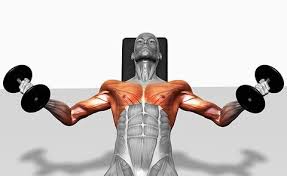 Almost every muscle constitutes one part of a pair of identical bilateral muscles, found on both sides, resulting in approximately 320 pairs of muscles. 10 Ways To Get Bigger Pecs Fast