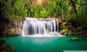 Bilderesultat for rainforest