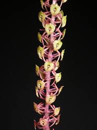 Image result for Malaxis