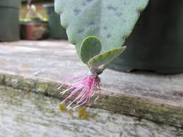 Image result for Kalanchoe gastonis-bonnieri