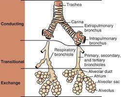 Respiratory System Mediastinum And Pleurae Veterian Key