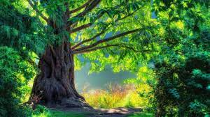 Nothing Found For Hd Wallpapers 1080p Nature 3d Tree Nature Wallpaper Green Nature Wallpaper Hd Nature Wallpapers