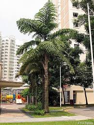 Image result for Caryota