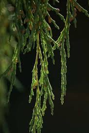 Image result for Cupressus funebris