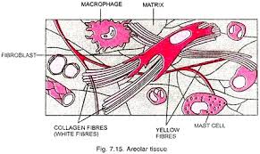 Connective Tissue Diagram Reading Industrial Wiring Diagrams