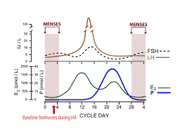 Progesterone No Period Now What