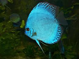 Discus Commun Hybride Bleu Cichlides Aquarium Indre Et Loire