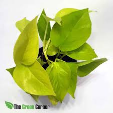 Image result for Epipremnum en casa