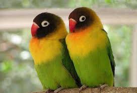 Amazing Love Bird Pics For Fb Profile Share 4 Beautiful Birds Love Birds Tropical Birds
