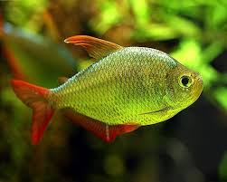 Columbian Blue Flame Tropical Tetra Arizona Aquatic Gardens Betta Aquarium Blue Flames African Cichlids