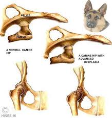 hip dysplasia in dogs canin anatomie