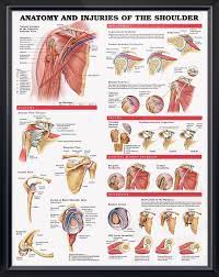 Shoulder tendonitis, also known as rotator cuff tendonitis, is an inflammation of the rotator cuff muscles in the shoulder. Pin On Doctors Anatomy Posters