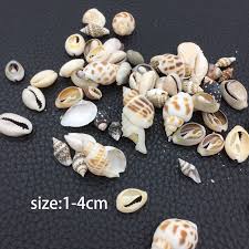 Sale price $9.09 $ 9.09. Natural Conch Shell Diy Handcraft Crystal Epoxy Filler Candle Pottery Craft Decoration Materials Practical Ornaments Accessories Pottery Ceramics Tools Aliexpress
