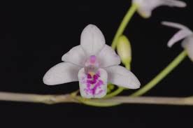 Image result for Polystachya dendrobiiflora